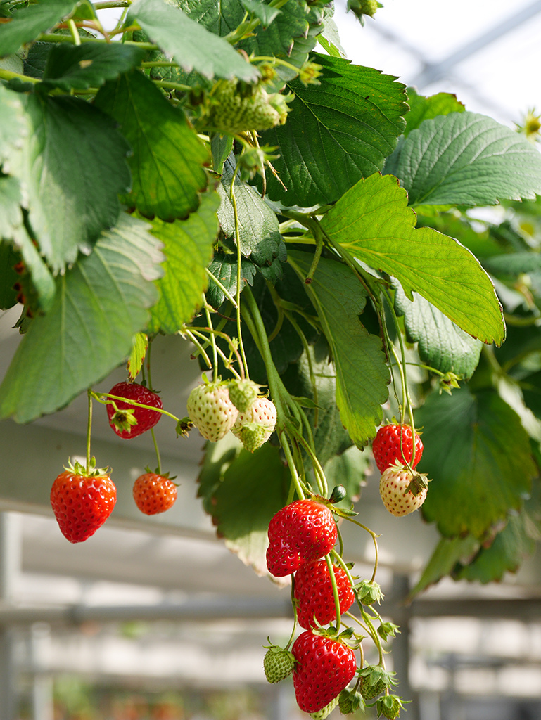 06-1草莓.jpg - 日本寒江河市櫻桃樂園、草莓園