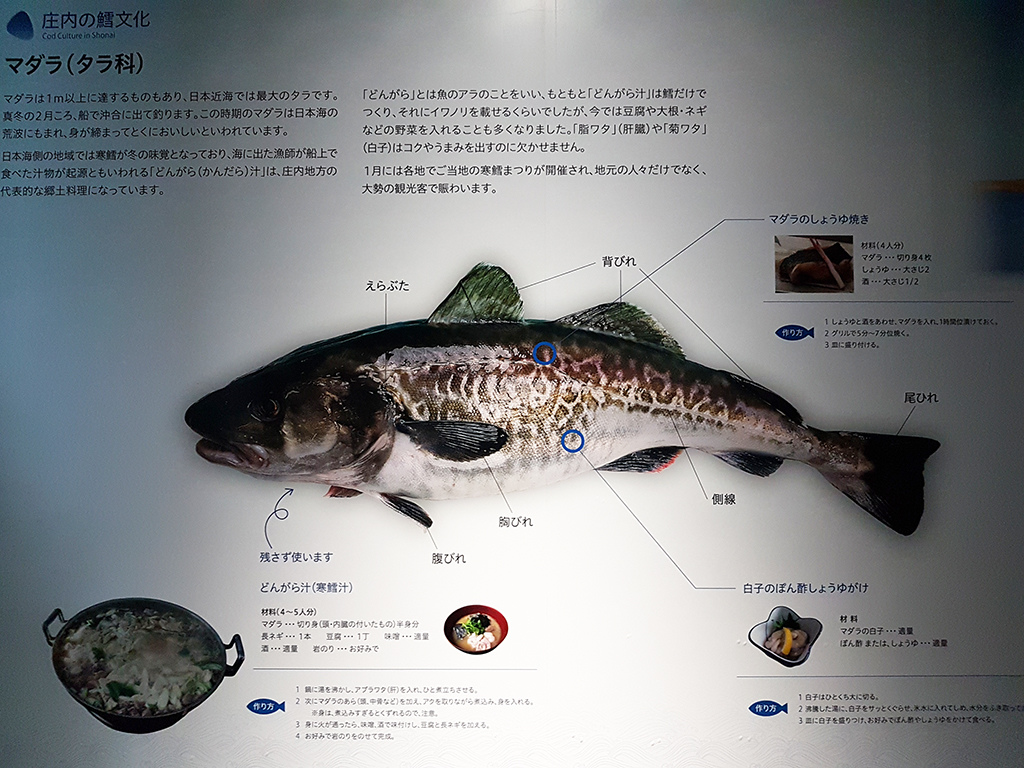 09在地鱈魚文化.jpg - 鶴岡市立加賀水族館