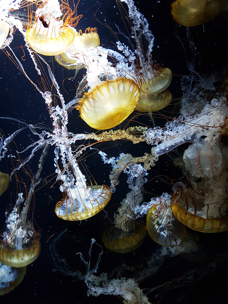 22水母.jpg - 鶴岡市立加賀水族館