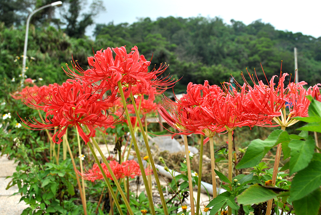 02紅花石蒜.jpg