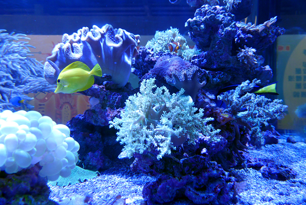 15珊瑚.jpg