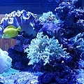 15珊瑚.jpg