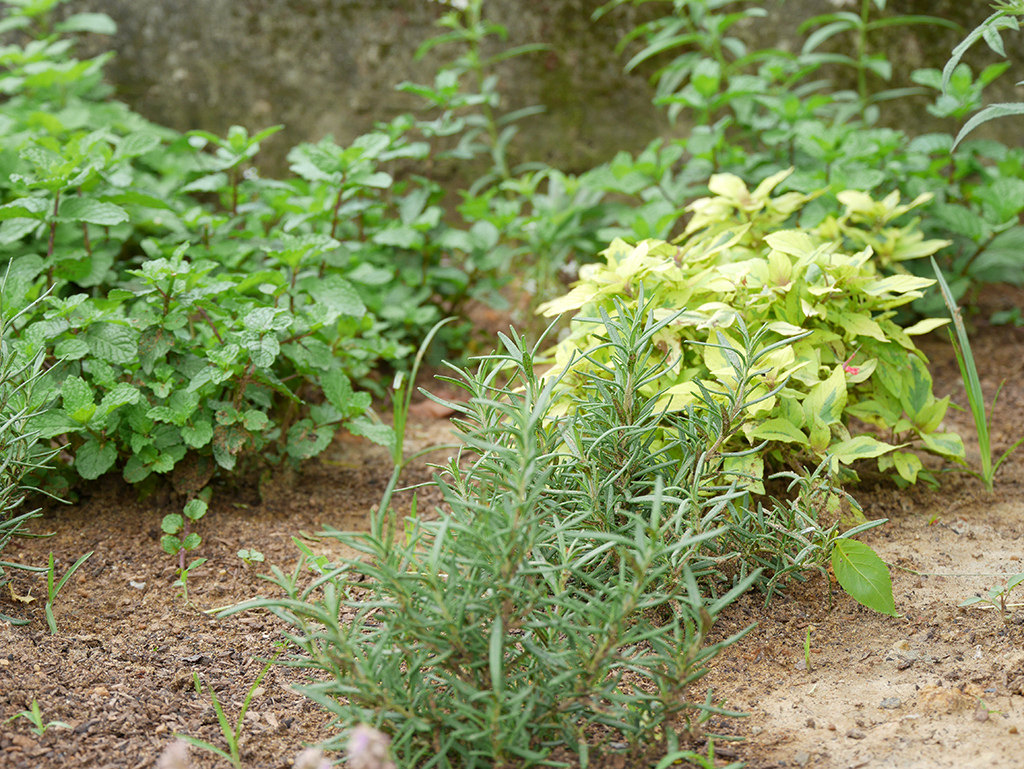 16香草植物.jpg