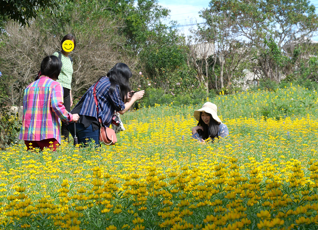 11魯冰花.jpg