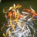 28餵魚區.jpg