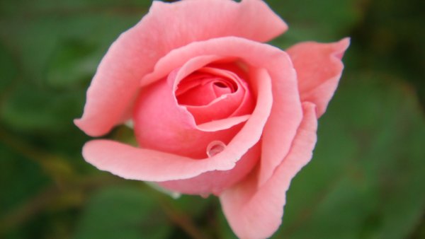 粉紅小玫瑰.JPG