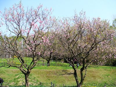 札幌 景點 平岡梅林公園 Milky Life 痞客邦 札幌 景點 平岡梅林公園 Milky Life 痞客邦