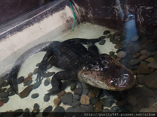 旭山動物園2014.8.26