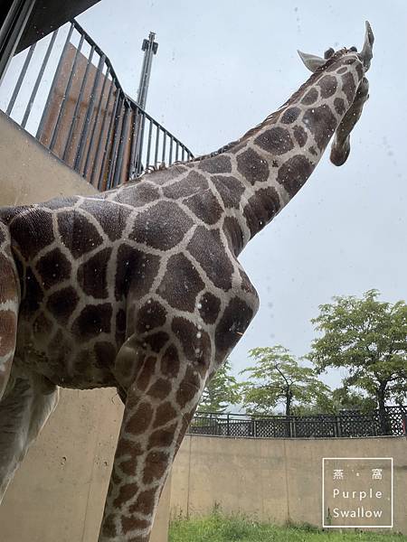 [北海道。旭川]旭山動物園-近距離觀看溫帶、寒帶動物，企鵝和