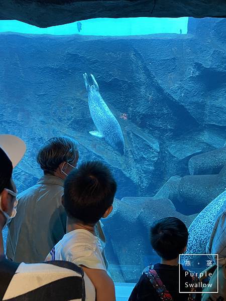 [北海道。旭川]旭山動物園-近距離觀看溫帶、寒帶動物，企鵝和