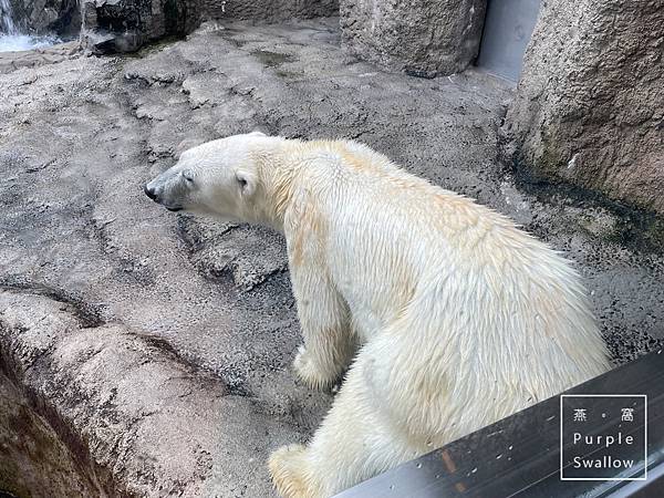 [北海道。旭川]旭山動物園-近距離觀看溫帶、寒帶動物，企鵝和