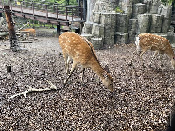 [北海道。旭川]旭山動物園-近距離觀看溫帶、寒帶動物，企鵝和