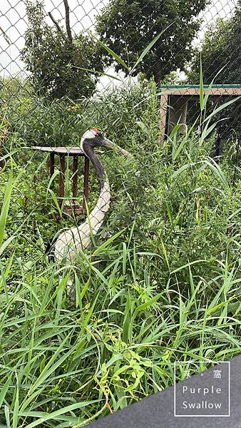 [北海道。旭川]旭山動物園-近距離觀看溫帶、寒帶動物，企鵝和