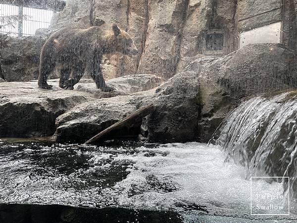 [北海道。旭川]旭山動物園-近距離觀看溫帶、寒帶動物，企鵝和