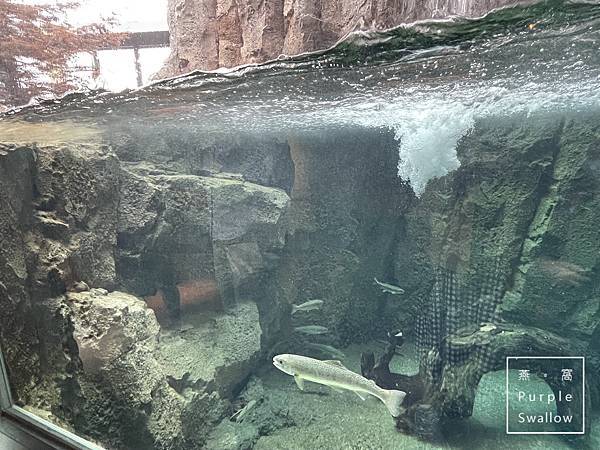 [北海道。旭川]旭山動物園-近距離觀看溫帶、寒帶動物，企鵝和