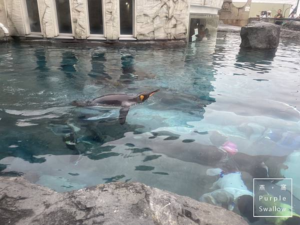 [北海道。旭川]旭山動物園-近距離觀看溫帶、寒帶動物，企鵝和