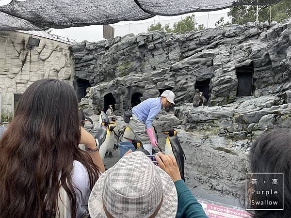 [北海道。旭川]旭山動物園-近距離觀看溫帶、寒帶動物，企鵝和