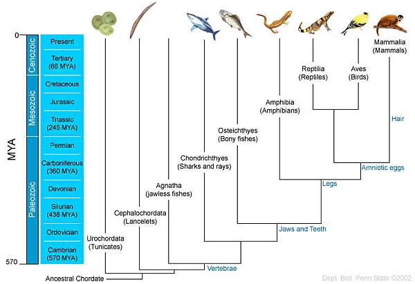 animal evolution time line