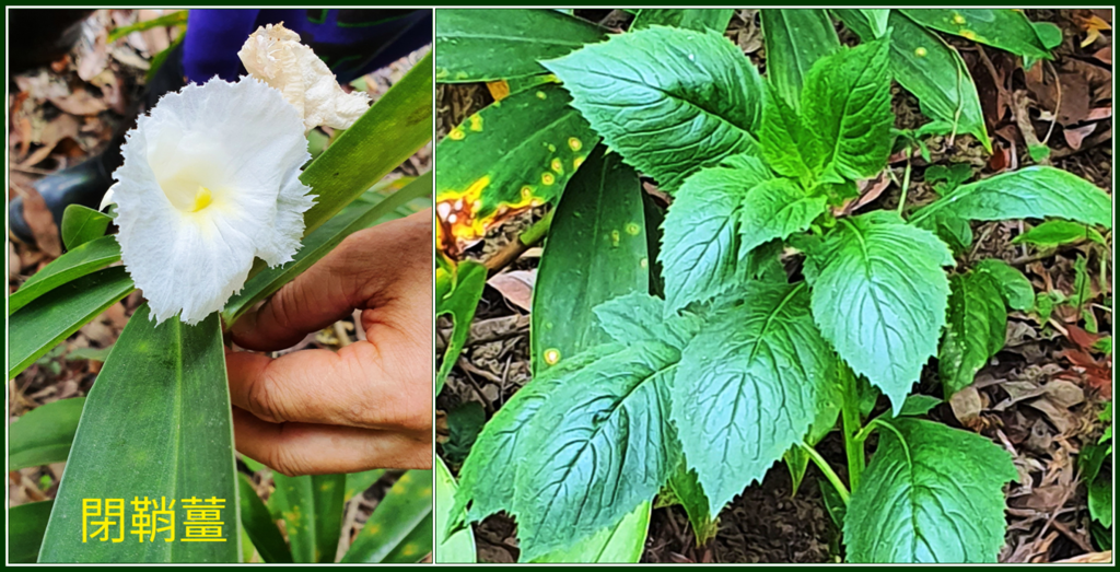 （左）照片9：鞘閉薑，它的莖含有水，是野外求生的救命水來源，的確嚐起來有些在咬甘蔗的感覺。（右）照片10：保成仔菜，即昭和草（2020，楊淑雯攝影）。.PNG