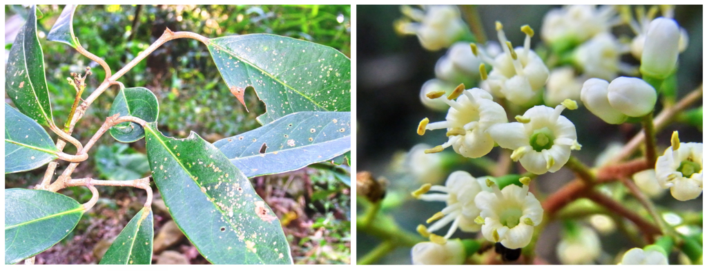 （左）照片2：甲仙白雲山的臺灣特有種植物「著生珊瑚樹」的枝葉。（右）照片3：著生珊瑚樹花朵特寫（2010-01-21，楊英峰攝影）.PNG