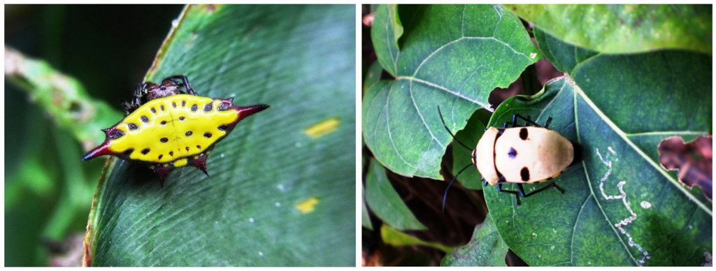 （左）照片4：白雲山的梭德氏棘蛛（2010-01-21，楊英峰攝影）。（右）照片5：白雲山的白盾椿象（2010-01-21，許淑卿攝影）.PNG