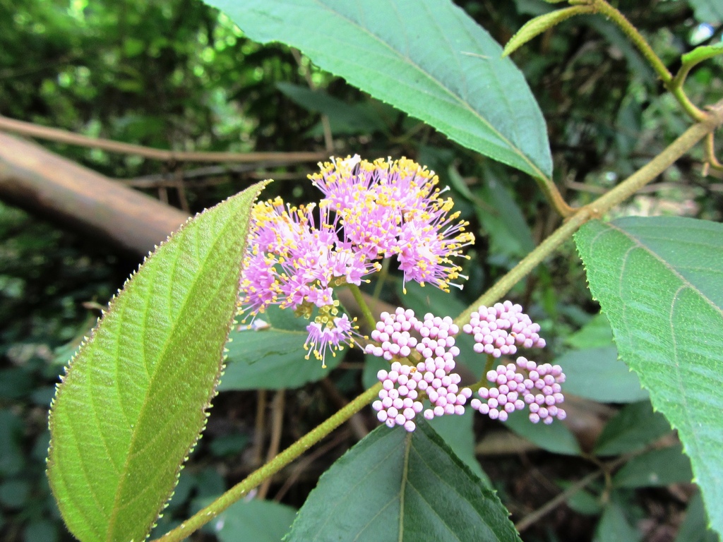 照片3：杜虹花叢生的聚繖花序花朵，真是美麗（游永福。2019）.jpg