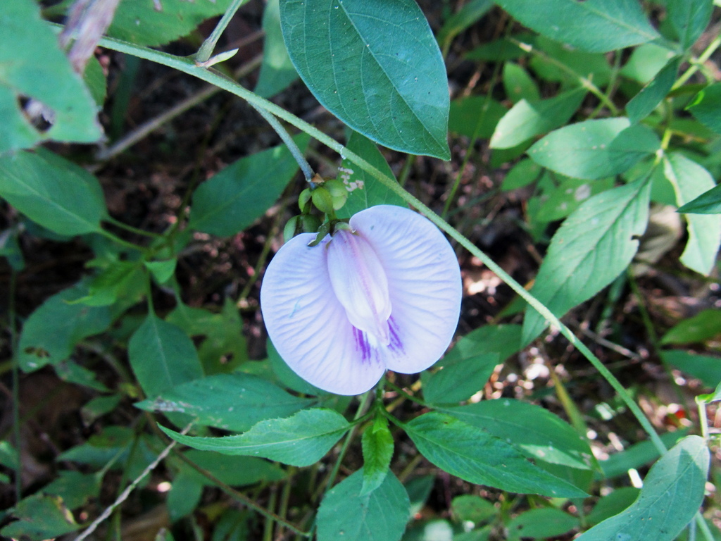 照片6：歸化種的山珠豆總狀花序的花朵，就是美（游永福，2019）.JPG