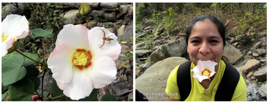 置頂照片:(左)白雲仙谷健康的山芙蓉(游永福攝影,2015-01-29)。(右)嘗試品嘗山芙蓉花朵的宏都拉斯留學生莎安娜(游永福攝影,2015-01-29).PNG 置頂照片:(左)白雲仙谷健康的山芙蓉(游永福攝影,2015-01-29)。(右)嘗試品嘗山芙蓉花朵的宏都拉斯留學生莎安娜(游永福攝影,2015-01-29).PNG