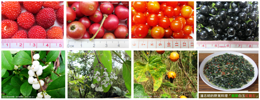 照片1:野果子(游永福記錄)與野莧料理(潘志明手藝).PNG 照片1:野果子(游永福記錄)與野莧料理(潘志明手藝).PNG