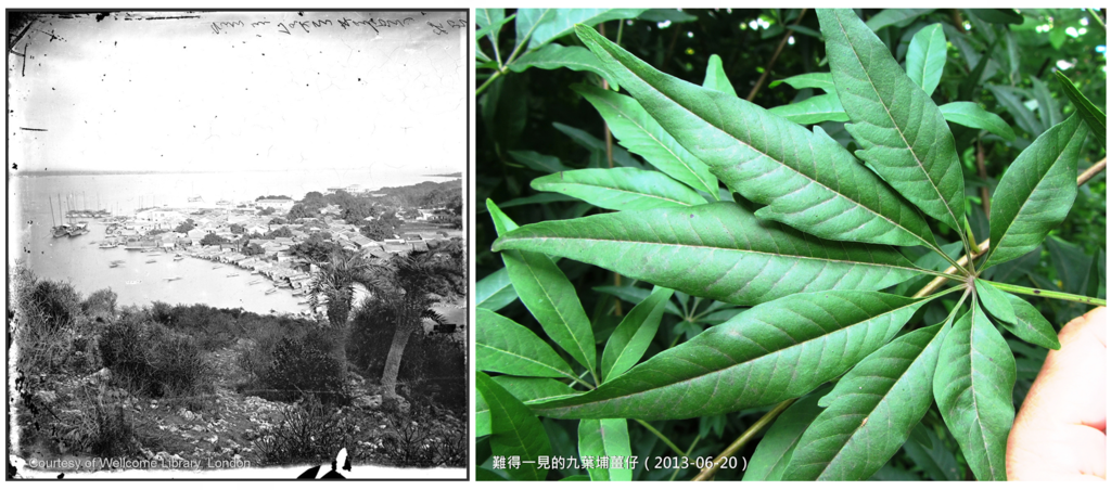 置頂照片：（左）英國攝影家湯姆生拍攝的〈打狗港景觀，1871〉照片，左下角有「臺灣海棗」儷影（Courtesy of Wellcome Library, London）。（右）〈甲仙難得一見的九葉埔薑仔〉（攝影：游永福，2013-06-20）.PNG