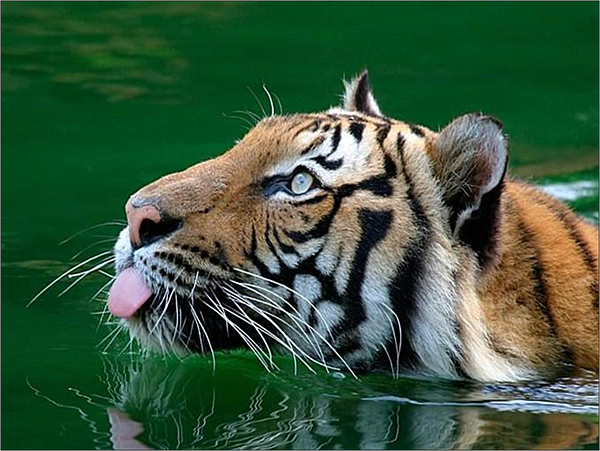 tiger