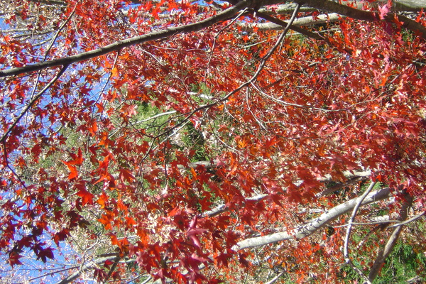 DSC04916.JPG