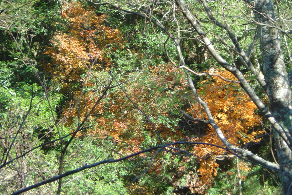 DSC04922.JPG