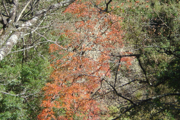 DSC04923.JPG