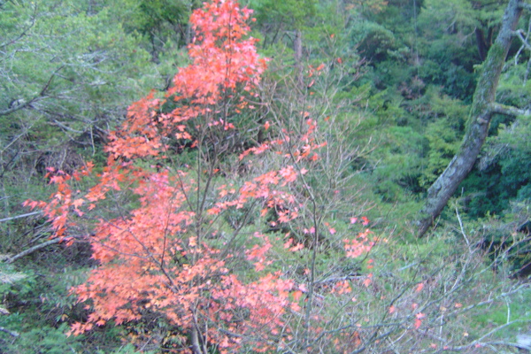 DSC04924.JPG