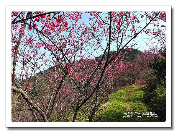 玉山路櫻花