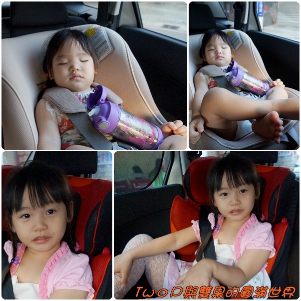 cats29.jpg cats29.jpg