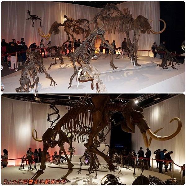 cats22.jpg cats22.jpg