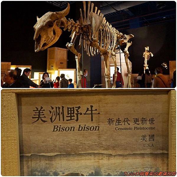 cats23.jpg cats23.jpg