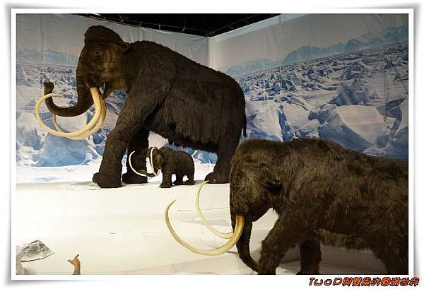 cats26.jpg cats26.jpg