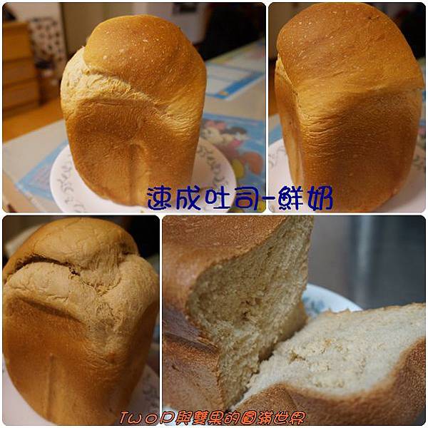 cats19.jpg cats19.jpg