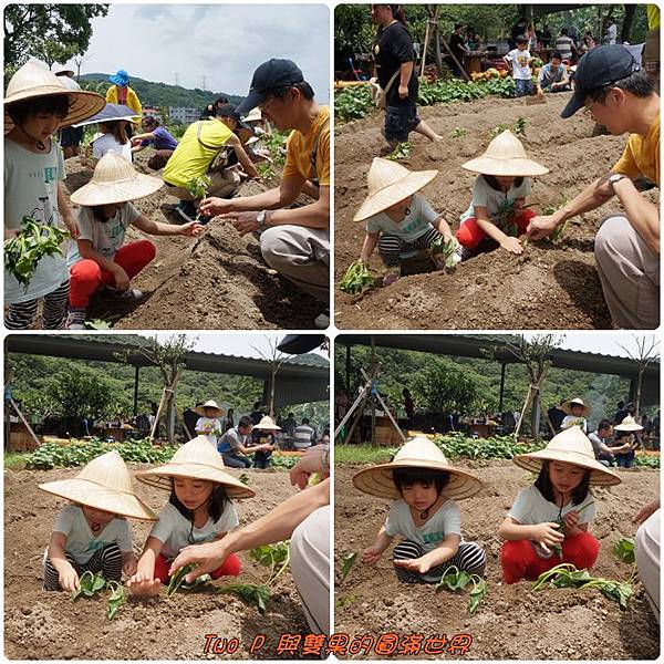 cats14.jpg cats14.jpg