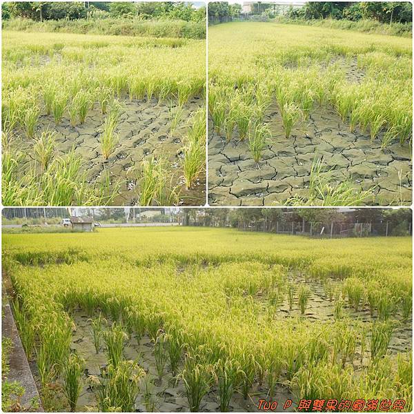 cats18.jpg cats18.jpg