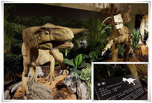 cats11.jpg cats11.jpg