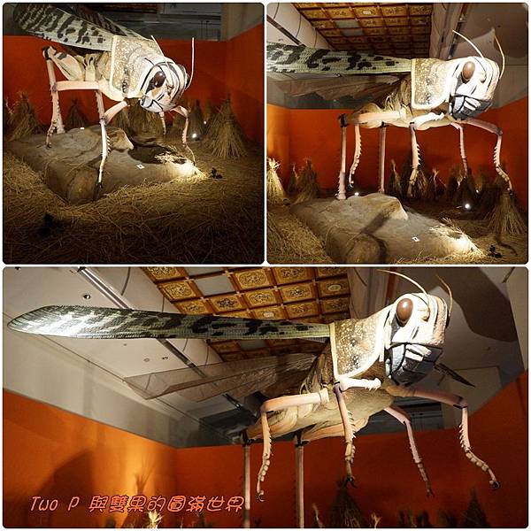 cats12.jpg cats12.jpg