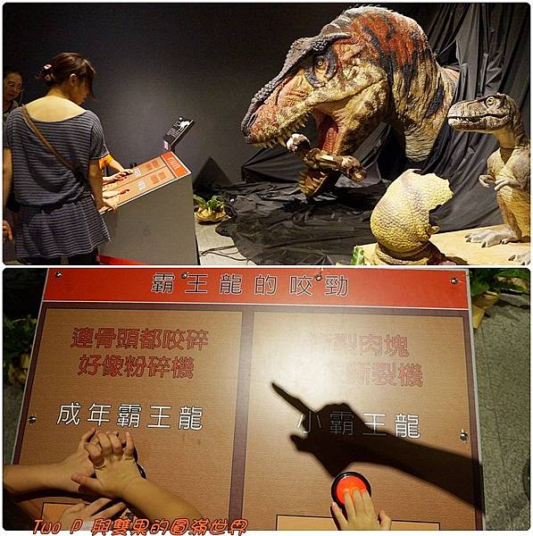 cats16.jpg cats16.jpg