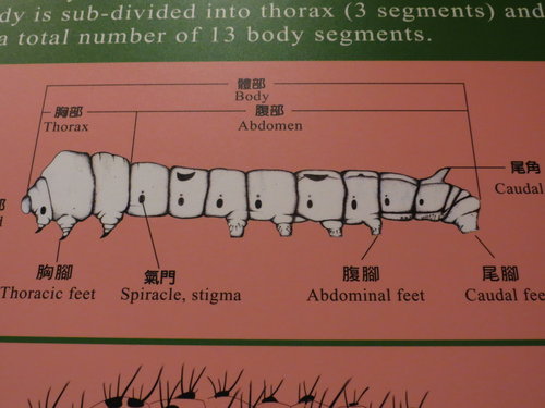 蠶寶寶 073.jpg