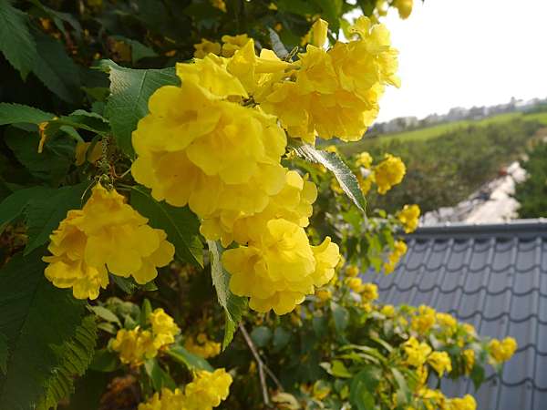 彰化 大村鄕 秋季限定美景 台灣欒樹花開在平和社區 同場加映雙心池塘新增雙心步道瓷磚拼貼景觀牆愛心造景 彰化 大村鄕 秋季限定美景 台灣欒樹花開在平和社區 同場加映雙心池塘新增雙心步道瓷磚拼貼景觀牆愛心造景