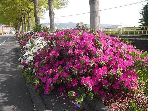 彰化/社頭鄕/杜鵑花盛開了在忠義路水岸景觀廊道