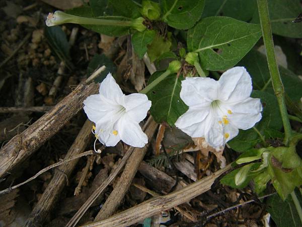 紫茉莉(煮飯花)